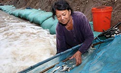 Lao fisher clears fishway catch_250x150.jpg Lao fisher clears fishway