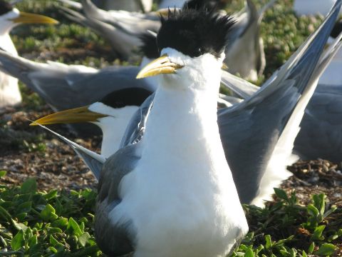 Crested Tern, a large seabird commonly seen in coastal area around Australia