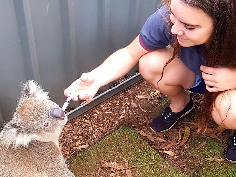 Teresa and koala