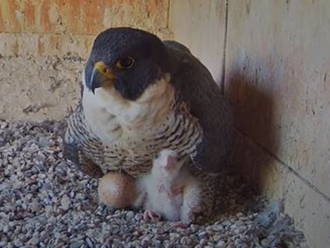 Peregrine falcon Diamond with the new baby chick