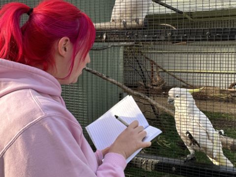 cockatoo